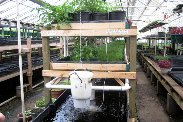 sayuran aquaponik | Jiri Farm-Hidroponik Garden